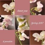 スイトピーの花