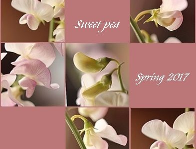 スイトピーの花