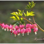 ４月の庭・たいつりそう