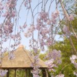 紅しだれ桜を愉しむ