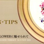 スカンティップス特別展のご案内