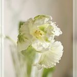 12月のチューリップ