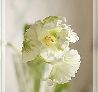 12月のチューリップ